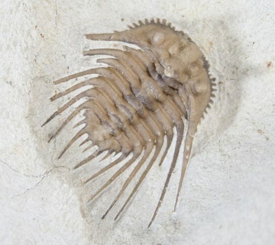 Caramel Colored Kettneraspis Trilobite - Black Cat Mountain #14053